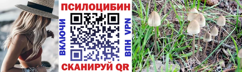 Галлюциногенные грибы Psilocybine cubensis сколько стоит ссылка на мегу как зайти Сасово
